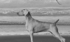 Bella Beach BW