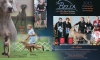 Bella_2016_D__Annual_PROOF1a