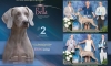 Dog News ad for June
