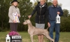G. Specialty WIN Carol Richards Garden State Weimaraner Club 10.4.15