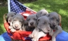 4th of July pups