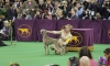 F. superstar Bella Westminster 2015