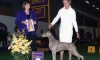 H. Westminster 2016 Best of breed
