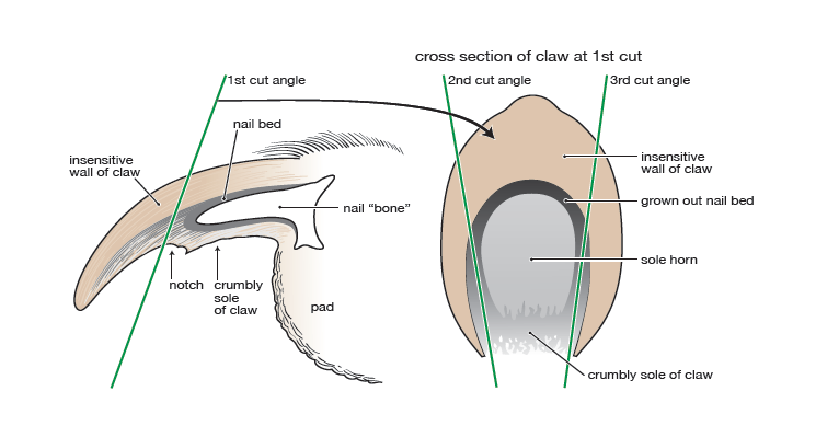 Nail Maintenance – Why is it so important