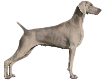 Greyborn Weimaraners