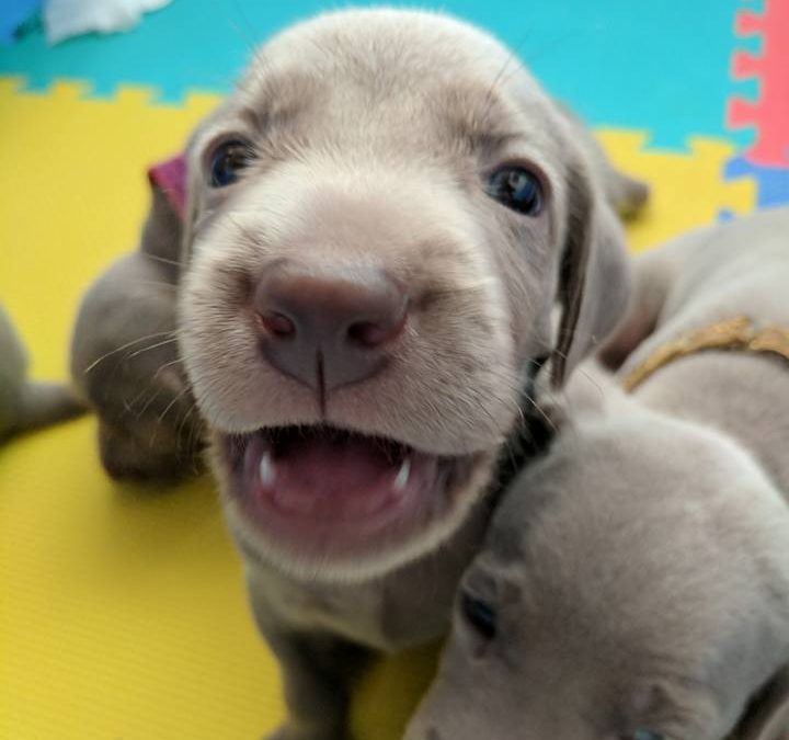 Hurricane Irma – Puppies 3 weeks old