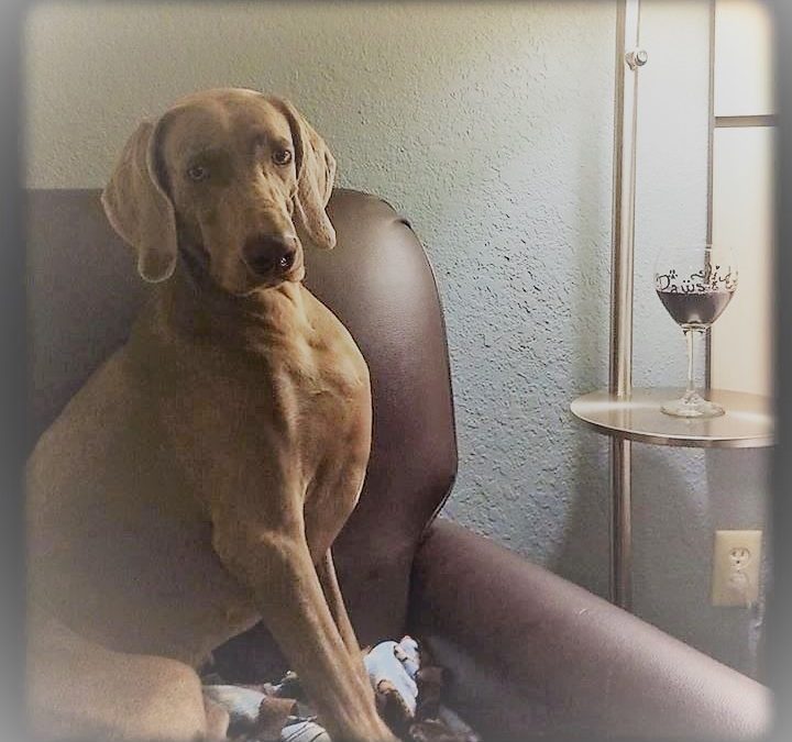 Living With A Weimaraner