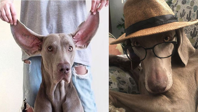 Science Says Your Weimaraner Adopts Your Personality Over Time